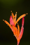 False-Bird_Of_Paradise;Fij;Fiji-Islands;flower;flowers;Heliconia-psittacorum;Heliconia-Psittacorum-Andromeda;Heliconia-Psittacorum_Andromeda;Heliconias;island;islands;Nadi;orange;Pacific;Parakeet-Flower;Parrots-Beak;Parrots-Flower;Parrots-Plantain;Psittacorum_Andromeda;red;South-Pacific;tropical-flower;tropical-flowers;Viti-levu