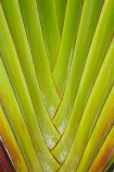 Coral-Coast;Fij;Fiji;Fiji-Islands;frond;fronds;green;Pacific;palm;palm-frond;palm-fronds;palm-tree;palm-trees;palms;pattern;patterns;South-Pacific;Viti-Levu