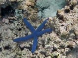 Blue-Sea-Star;blue-star-fish;Coral-Coast;coral-reef;coral-reefs;Crusoes-Resort;Crusoes-Retreat;Crusoes-Resort;Crusoes-Retreat;diving;Fij;Fiji-Islands;island;islands;Linckia-laevigata;marine;marine-environment;marine-life;marinelife;oceanlife;Pacific;reef;reefs;scuba-diving;sealife;South-Pacific;star-fish;star-fishes;tropical-fish;tropical-fishes;tropical-reef;tropical-reefs;under-water;under_water;undersea;underwater;underwater-photo;underwater-photography;underwater-photos;Viti-Levu;Viti-Levu-Is;Viti-Levu-Island