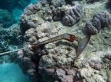 anchor;anchors;Coral-Coast;coral-reef;coral-reefs;Crusoes-Resort;Crusoes-Retreat;Crusoes-Resort;Crusoes-Retreat;diving;Fij;Fiji-Islands;island;islands;marine;marine-environment;marine-life;marinelife;oceanlife;Pacific;reef;reefs;scuba-diving;sealife;South-Pacific;tropical-reef;tropical-reefs;under-water;under_water;undersea;underwater;underwater-photo;underwater-photography;underwater-photos;Viti-Levu;Viti-Levu-Is;Viti-Levu-Island