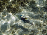 Blackbar-Triggerfish;Coral-Coast;coral-reef;coral-reefs;diving;Fij;Fiji-Islands;fish;Hawaiian-Triggerfish;Huma-Huma-Trigger;Humu-Picasso-Triggerfish;Korotogo;Lagoon-Triggerfish;marine;marine-environment;marine-life;marinelife;oceanlife;Outrigger-on-the-Lagoon;Pacific;Pacific-Ocean;Picasso-Triggerfish;reef;Reef-Triggerfish;reefs;Rhinecanthus-aculeatus;scuba-diving;sealife;Sigatoka;South-Pacific;tropical-fish;tropical-fishes;tropical-reef;tropical-reefs;under-water;under_water;undersea;underwater;underwater-photo;underwater-photography;underwater-photos;Viti-Levu;Viti-Levu-Island;White_banded-Triggerfish;White_barred-Triggerfish