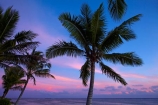 coast;coastal;coastline;coastlines;coasts;coconut-palm;coconut-palm-tree;coconut-palm-trees;coconut-palms;Coral-Coast;dusk;evening;Fij;Fiji-Islands;foreshore;Korotogo;nightfall;ocean;Pacific;Pacific-Ocean;palm;palm-tree;palm-trees;palms;pink;sea;shore;shoreline;shorelines;shores;Sigatoka;silhouette;silhouettes;sky;South-Pacific;sunset;sunsets;tropical-island;tropical-islands;twilight;Viti-Levu;Viti-Levu-Island;water