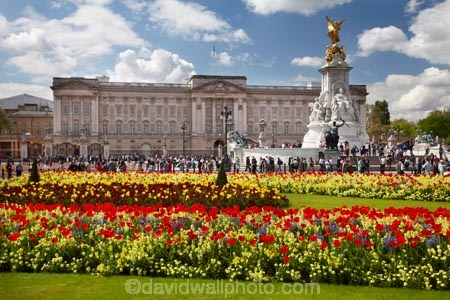 bloom;blooming;blooms;blossom;blossoming;blossoms;Britain;Buckingham-House;Buckingham-Palace;City-of-Westminster;color;colorful;colour;colourful;england;Europe;flower;flower-garden;flower-gardens;flowerbad;flowerbeds;flowers;fresh;G.B.;GB;great-britain;grow;growth;kingdom;london;Memorial-Garden;Memorial-Gardens;palace;palaces;people;person;Queen-Victoria-Memorial;Queens-Gardens;red;renew;Royal-Parks-of-London;Saint-James-Park;Saint-Jamess-Park;season;seasonal;seasons;spring;springtime;St-James-Park;St-Jamess-Park;St.-James-Park;St.-Jamess-Park;tourism;tourist;tourists;tulip;tulips;U.K.;UK;united;United-Kingdom;Victoria-Memorial;Westminster;yellow