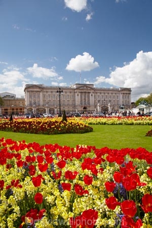 bloom;blooming;blooms;blossom;blossoming;blossoms;Britain;Buckingham-House;Buckingham-Palace;City-of-Westminster;color;colorful;colour;colourful;england;Europe;flower;flower-garden;flower-gardens;flowerbad;flowerbeds;flowers;fresh;G.B.;GB;great-britain;grow;growth;kingdom;london;Memorial-Garden;Memorial-Gardens;palace;palaces;people;person;red;renew;Royal-Parks-of-London;Saint-James-Park;Saint-Jamess-Park;season;seasonal;seasons;spring;springtime;St-James-Park;St-Jamess-Park;St.-James-Park;St.-Jamess-Park;tourism;tourist;tourists;tulip;tulips;U.K.;UK;united;United-Kingdom;Westminster;yellow