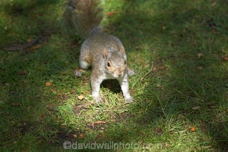 animal;animals;britain;City-of-Westminster;eastern-gray-squirrel;england;Europe;G.B.;GB;great-britain;grey-squirrel;kingdom;london;mammal;mammals;o8l4797;Royal-Parks-of-London;Saint-James-Park;Saint-Jamess-Park;Sciurus-carolinensis;St-James-Park;St-Jamess-Park;St.-James-Park;St.-Jamess-Park;U.K.;uk;united;United-Kingdom;Westminster;wildlife