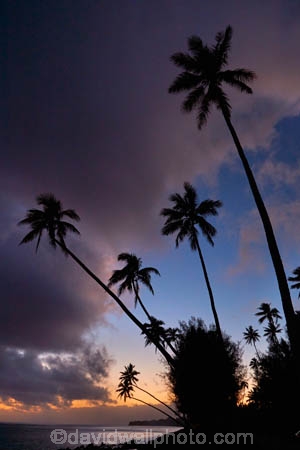 beach;beaches;cloud;clouds;cloudy;coconut-palm;coconut-palms;Cook-Is;Cook-Islands;dusk;evening;night;night_time;nightfall;ocean;Pacific;Pacific-Ocean;palm;palm-tree;palm-trees;palms;paradise;Rarotonga;sea;South-Pacific;sunset;sunsets;tropical;tropical-island;tropical-islands;tropical-palm-tree;twilight