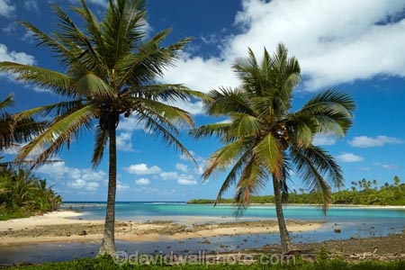 Avana-Harbor;Avana-Harbour;beach;beaches;Cook-Is;Cook-Islands;departure;departure-point;Garden-of-seven-stones;historic;history;Maori;Muri-Lagoon;Pacific;palm;palm-tree;palm-trees;palms;Rarotonga;South-Pacific;tropical;tropical-beach;tropical-island;tropical-islands;tropical-palm-tree