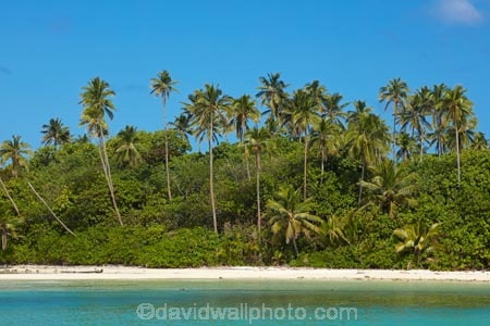 Motutapu-Is;Motutapu-Island;beach;beaches;Cook-Is;Cook-Islands;Muri-Beach;Muri-Lagoon;Pacific;palm;palm-tree;palm-trees;palms;Rarotonga;South-Pacific;tropical;tropical-beach;tropical-island;tropical-islands;tropical-palm-tree