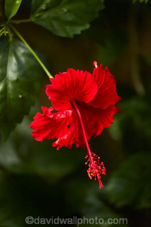 Akapuao-Tapere;bloom;blooms;Cook-Is;Cook-Islands;flower;flowers;garden;gardens;hibiscus;Hibiscus-rosa_sinensis;hibiscuses;Maire-Nui;Maire-Nui-Botanical-Gardens;Maire-Nui-Gardens;Mairie-Nui;Mairie-Nui-Botanical-Gardens;Mairie-Nui-Gardens;Pacific;plant;plants;Rarotonga;red;red-flower;red-flowers;Red-Hibiscus;South-Pacific;Titakaveka;tropical;tropical-flower;tropical-flowers;tropical-garden;tropical-gardens;tropical-island;tropical-islands;tropical-plant;tropical-plants