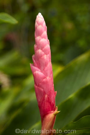 Akapuao-Tapere;alpina;bloom;blooms;Cook-Is;Cook-Islands;flower;flowers;garden;gardens;ginger-flower;Maire-Nui;Maire-Nui-Botanical-Gardens;Maire-Nui-Gardens;Mairie-Nui;Mairie-Nui-Botanical-Gardens;Mairie-Nui-Gardens;Pacific;pink;pink-flower;pink-flowers;pink-wild-ginger;plant;plants;Rarotonga;South-Pacific;Titakaveka;tropical;tropical-flower;tropical-flowers;tropical-garden;tropical-gardens;tropical-island;tropical-islands;tropical-plant;tropical-plants;Wild-ginger;Wild-ginger-flower;Wild-ginger-flowers