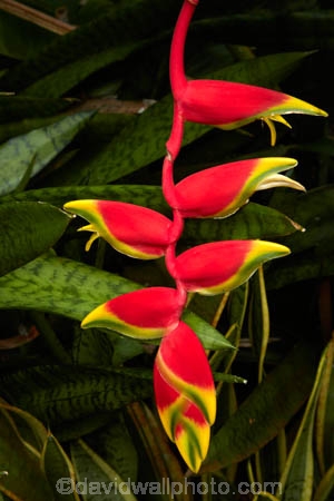 Akapuao-Tapere;bloom;blooms;Cook-Is;Cook-Islands;flower;flowers;garden;gardens;Hanging-Heliconia;hanging-lobster-claw;Heliconia;Heliconia-rostrata;Maire-Nui;Maire-Nui-Botanical-Gardens;Maire-Nui-Gardens;Mairie-Nui;Mairie-Nui-Botanical-Gardens;Mairie-Nui-Gardens;Pacific;plant;plants;Rarotonga;red;red-flower;red-flowers;South-Pacific;Titakaveka;tropical;tropical-flower;tropical-flowers;tropical-garden;tropical-gardens;tropical-island;tropical-islands;tropical-plant;tropical-plants;yellow
