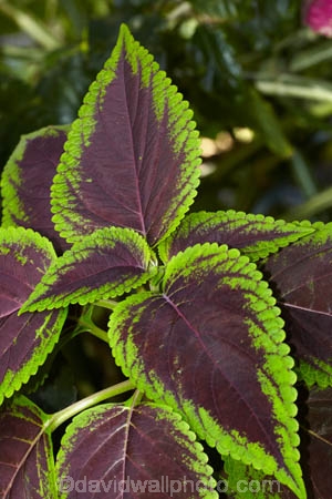Akapuao-Tapere;Cook-Is;Cook-Islands;garden;gardens;leaf;leaves;Maire-Nui;Maire-Nui-Botanical-Gardens;Maire-Nui-Gardens;Mairie-Nui;Mairie-Nui-Botanical-Gardens;Mairie-Nui-Gardens;Pacific;plant;Rarotonga;South-Pacific;Titakaveka;tropical;tropical-garden;tropical-gardens;tropical-island;tropical-islands;tropical-plant;tropical-plants