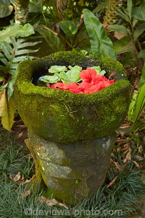 Akapuao-Tapere;bloom;blooms;Cook-Is;Cook-Islands;flower;flowers;garden;gardens;hibiscus;Maire-Nui;Maire-Nui-Botanical-Gardens;Maire-Nui-Gardens;Mairie-Nui;Mairie-Nui-Botanical-Gardens;Mairie-Nui-Gardens;moss;mossy;Pacific;plant;plants;Rarotonga;South-Pacific;Titakaveka;tropical;tropical-flower;tropical-flowers;tropical-garden;tropical-gardens;tropical-island;tropical-islands;tropical-plant;tropical-plants;water-feature;water-features