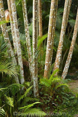 Akapuao-Tapere;bamboo;Cook-Is;Cook-Islands;garden;gardens;Maire-Nui;Maire-Nui-Botanical-Gardens;Maire-Nui-Gardens;Mairie-Nui;Mairie-Nui-Botanical-Gardens;Mairie-Nui-Gardens;Pacific;Rarotonga;South-Pacific;Titakaveka;tropical;tropical-garden;tropical-gardens;tropical-island;tropical-islands