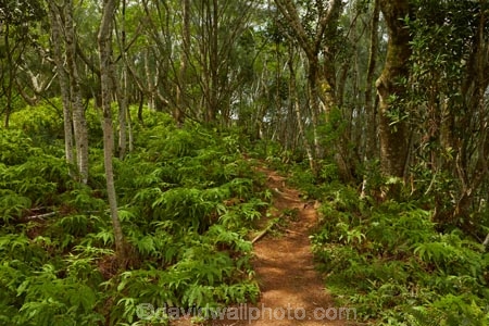 bush;Cook-Is;Cook-Islands;fern;ferns;forest;forests;Mt-Raemaru;Pacific;Raemaru-Mountain;Raemaru-Mtn;Rarotonga;South-Pacific;Takitoa-Ridge;Takitoa-Ridge-Track;Takitoa-Track;tropical-forest;tropical-forests