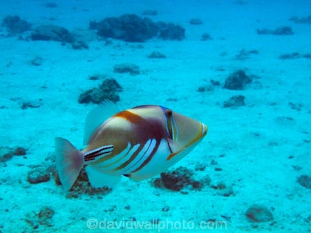 aqua;aquamarine;azure;blue;clean-water;clear-water;coast;coastal;coasts;cobalt;cobalt-blue;cobalt-ultramarine;cobaltultramarine;Cook-Is;Cook-Islands;coral;coral-reef;coral-reefs;diving;fish;fishes;marine;marine-environment;marine-life;marinelife;ocean;oceanlife;Pacific;Pacific-Island;Pacific-Islands;paradise;Picasso-Triggerfish;Picasso-Triggerfishes;Rarotonga;reef;reefs;Rhinecanthus-aculeatus;sea;sealife;snorkelling;South-Pacific;teal;teal-blue;Triggerfish;Triggerfishes;tropcial-water;tropical;tropical-fish;tropical-island;tropical-islands;tropical-paradise;tropical-reef;tropical-reefs;turquoise;ultramarine;under-water;under_water;undersea;underwater;underwater-photo;underwater-photography;underwater-photos;water
