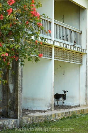 abandon;abandoned;building;buildings;character;Cook-Is;Cook-Islands;derelict;derelict-building;dereliction;deserted;desolate;desolation;destruction;ghost-town;ghost-towns;goat;goats;heritage;historic;historic-building;historic-buildings;Historic-Ruins;historical;historical-building;historical-buildings;history;holiday;holiday-resort;holiday-resorts;hotel;hotels;neglect;neglected;Pacific;Rarotonga;resort;resort-hotel;resort-hotels;resorts;ruin;ruins;run-down;rustic;Sheraton;Sheraton-Hotel;Sheraton-Hotels;South-Pacific;Vaimaanga;Vaimaanga-Hotel;Vaimaanga-Tapere
