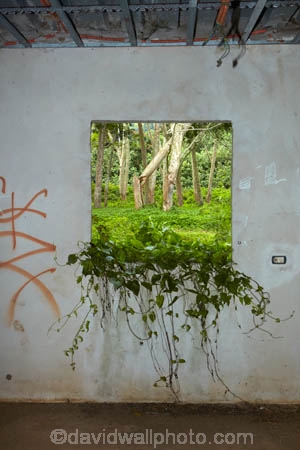abandon;abandoned;building;buildings;bush;character;Cook-Is;Cook-Islands;derelict;derelict-building;dereliction;deserted;desolate;desolation;destruction;forest;forests;ghost-town;ghost-towns;heritage;historic;historic-building;historic-buildings;Historic-Ruins;historical;historical-building;historical-buildings;history;holiday;holiday-resort;holiday-resorts;hotel;hotels;neglect;neglected;overgrown;overgrowth;Pacific;Rarotonga;resort;resort-hotel;resort-hotels;resorts;ruin;ruins;run-down;rustic;Sheraton;Sheraton-Hotel;Sheraton-Hotels;South-Pacific;undergrowth;Vaimaanga;Vaimaanga-Hotel;Vaimaanga-Tapere;vine;vines;weed;weeds;window;windows