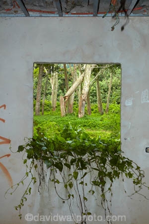 abandon;abandoned;building;buildings;bush;character;Cook-Is;Cook-Islands;derelict;derelict-building;dereliction;deserted;desolate;desolation;destruction;forest;forests;ghost-town;ghost-towns;heritage;historic;historic-building;historic-buildings;Historic-Ruins;historical;historical-building;historical-buildings;history;holiday;holiday-resort;holiday-resorts;hotel;hotels;neglect;neglected;overgrown;overgrowth;Pacific;Rarotonga;resort;resort-hotel;resort-hotels;resorts;ruin;ruins;run-down;rustic;Sheraton;Sheraton-Hotel;Sheraton-Hotels;South-Pacific;undergrowth;Vaimaanga;Vaimaanga-Hotel;Vaimaanga-Tapere;vine;vines;weed;weeds;window;windows