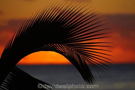 Aorangi;Aorangi-District;cloud;clouds;Cook-Is;Cook-Islands;dusk;evening;frond;fronds;night;night_time;nightfall;ocean;oceans;orange;Pacific;Pacific-Ocean;palm;palm-frond;palm-fronds;palm-tree;palm-trees;palms;Rarotonga;sea;South-Pacific;sunset;sunsets;tropical;tropical-island;tropical-islands;tropical-palm-tree;twilight;water