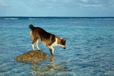 beach;Cook-Is;Cook-Islands;dog;dog-fishing;dogs;fishing;Pacific;Rarotonga;sheepdog;sheepdogs;South-Pacific;water