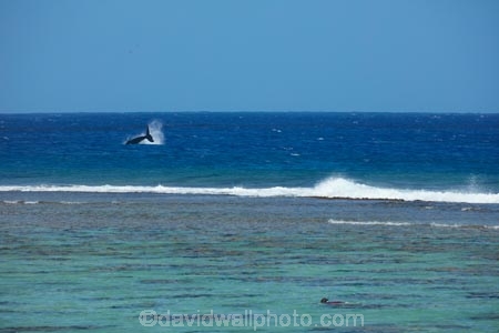 Aorangi;Aorangi-District;Cook-Is;Cook-Islands;Edgewater;Edgewater-Resort;Edgewater-Resort-amp;-Spa;Edgewater-Resort-and-Spa;Pacific;Rarotonga;resort;resorts;South-Pacific;whale;whale-watching;whales;wildlife