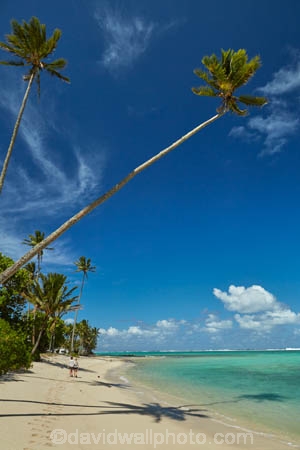 aquamarine;beach;beaches;blue;clean-water;clear-water;coconut-palm;coconut-palms;Cook-Is;Cook-Islands;ocean;Pacific;Pacific-Ocean;palm;palm-tree;palm-trees;palms;paradise;Rarotonga;sea;South-Pacific;tropcial-water;tropical;tropical-beach;tropical-island;tropical-islands;tropical-palm-tree;turquoise