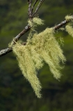 Cook-Is;Cook-Islands;lichen;lichens;Mt-Raemaru;Pacific;Raemaru-Mountain;Raemaru-Mtn;Rarotonga;South-Pacific;Takitoa-Ridge;Takitoa-Ridge-Track;Takitoa-Track;old-mans-beard;old-mans-beard;old-mans-beard-lichen;old-mans-beard-lichen