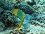 aqua;aquamarine;azure;blue;clean-water;clear-water;coast;coastal;coasts;cobalt;cobalt-blue;cobalt-ultramarine;cobaltultramarine;Cook-Is;Cook-Islands;coral;coral-reef;coral-reefs;diving;fish;fishes;marine;marine-environment;marine-life;marinelife;ocean;oceanlife;Pacific;Pacific-Island;Pacific-Islands;paradise;Rarotonga;reef;reefs;sea;sealife;snorkelling;South-Pacific;Sunset-Wrasse;Sunset-Wrasses;teal;teal-blue;Thalassoma-lutescens;tropical;tropical-fish;tropical-island;tropical-islands;tropical-paradise;tropical-reef;tropical-reefs;turquoise;ultramarine;under-water;under_water;undersea;underwater;underwater-photo;underwater-photography;underwater-photos;water;Wrasse;Wrasses