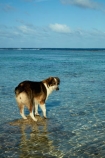 beach;Cook-Is;Cook-Islands;dog;dog-fishing;dogs;fishing;Pacific;Rarotonga;sheepdog;sheepdogs;South-Pacific;water