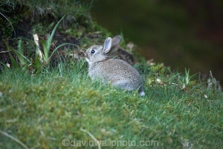 An-t_Eilean-Sgitheanach;animal;animals;Britain;bunny;bunny-rabbit;Eilean-Cheò;G.B.;GB;Great-Britain;Highlands;Inner-Hebrides;Island-of-Skye;Isle-of-Skye;lagomorphs;rabbit;rabbits;Scotland;Scottish-Highands;Skye;Trotternish-Peninsula;U.K.;UK;United-Kingdom;wildlife