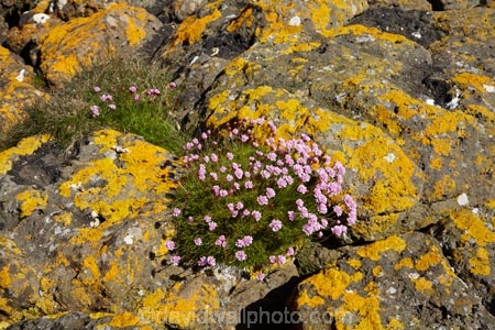 Argyll-and-Bute;Britain;flower;flowers;G.B.;GB;Great-Britain;Highlands;Inner-Hebrides;Island-of-Mull;Island-of-Staffa;Isle-of-Mull;Isle-of-Staffa;lichen;lichens;Mull;Mull-Island;National-Nature-Reserve;plant;plants;Scotland;Scottish-Highlands;Stafa;Staffa;Staffa-Island;U.K.;UK;United-Kingdom;wild-flower;wild-flowers;wildflower;wildflowers