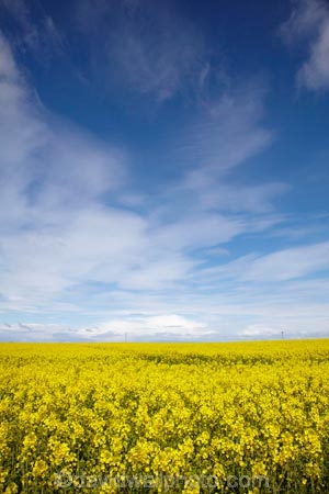 agricultural;agriculture;Banffshire;blue-amp;-yellow;blue-and-yellow;blue-skies;blue-sky;Britain;British-Isles;Buckie;country;countryside;crop;crops;farm;farming;farmland;farms;field;fields;G.B.;GB;Great-Britain;horticulture;meadow;meadows;Moray;Moray-Firth-coast;paddock;paddocks;pasture;pastures;plant;plants;rape-field;rape-fields;rapeseed;rapeseed-field;rapeseed-fields;rapeseeds;rural;Scotland;U.K.;UK;United-Kingdom;yellow;yellow-amp;-blue;yellow-and-blue;yellow-field;yellow-fields