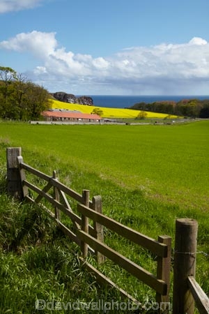 agricultural;agriculture;Berwickshire;Britain;British-Isles;country;countryside;crop;crops;Europe;farm;farming;farmland;farms;field;fields;G.B.;gate;gates;gateway;gateways;GB;Great-Britain;horticulture;meadow;meadows;Northfield-Farm;paddock;paddocks;pasture;pastures;plant;plants;rape-field;rape-fields;rapeseed;rapeseed-field;rapeseed-fields;rapeseeds;rural;Saint-Abbs;Scotland;Scottish-Borders;St-Abbs;St.-Abbs;U.K.;UK;United-Kingdom;yellow;yellow-field;yellow-fields