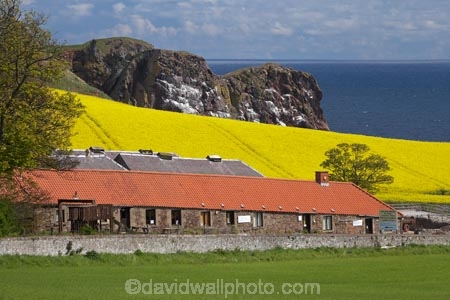 agricultural;agriculture;Berwickshire;Britain;British-Isles;country;countryside;crop;crops;Europe;farm;farming;farmland;farms;field;fields;G.B.;GB;Great-Britain;horticulture;meadow;meadows;Northfield-Farm;paddock;paddocks;pasture;pastures;plant;plants;rape-field;rape-fields;rapeseed;rapeseed-field;rapeseed-fields;rapeseeds;rural;Saint-Abbs;Scotland;Scottish-Borders;St-Abbs;St.-Abbs;The-Old-Smiddy;U.K.;UK;United-Kingdom;yellow;yellow-field;yellow-fields