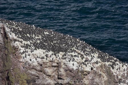 auk;Berwickshire;bird;bird-watching;bird_watching;birds;Britain;British-Isles;Charadriiformes;coast;coastal;coastline;coastlines;coasts;Common-Guillemot;Common-Murre;eco-tourism;eco_tourism;ecotourism;Europe;foreshore;G.B.;GB;Great-Britain;Guillemots;marine;National-Nature-Reserve;native;natural-history;nature;ocean;Pettico-Wick;rare;Saint-Abbs-Head;Saint-Abbs;Saint-Abbs-Head;Scotland;Scottish-Borders;sea;seabird;shore;shoreline;shorelines;shores;St-Abbs-Head;St-Abbs;St-Abbs-Head;St.-Abbs-Head;St.-Abbs;St.-Abbs-Head;U.K.;UK;United-Kingdom;Uria-aalge;water;wildlife