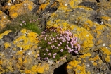 Argyll-and-Bute;Britain;flower;flowers;G.B.;GB;Great-Britain;Highlands;Inner-Hebrides;Island-of-Mull;Island-of-Staffa;Isle-of-Mull;Isle-of-Staffa;lichen;lichens;Mull;Mull-Island;National-Nature-Reserve;plant;plants;Scotland;Scottish-Highlands;Stafa;Staffa;Staffa-Island;U.K.;UK;United-Kingdom;wild-flower;wild-flowers;wildflower;wildflowers