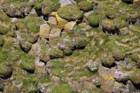 Argyll-and-Bute;basalt-column;basalt-columns;basalt-formation;basalt-formations;basaltic-lava;Britain;columnar-basalt;columnar-jointed-basalt;extrusive-volcanic-rock;flower;flowers;formations;G.B.;GB;geological;geology;Great-Britain;hexagonal-basalt-columns;hexagonally-jointed-basalt-columns;Highlands;Inner-Hebrides;Island-of-Mull;Island-of-Staffa;Isle-of-Mull;Isle-of-Staffa;lava-column;lava-columns;lichen;lichens;Mull;Mull-Island;National-Nature-Reserve;plant;plants;polygonal;rock;rock-column;rock-columns;rock-formation;rock-formations;rock-outcrop;rock-outcrops;rocks;Scotland;Scottish-Highlands;Stafa;Staffa;Staffa-Island;stone;U.K.;UK;United-Kingdom;volcanic-column;volcanic-columns;volcanic-formation;volcanic-formations;volcanic-rock;wild-flower;wild-flowers;wildflower;wildflowers