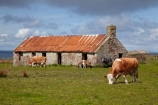 abandon;abandoned;Britain;British-Isles;Caithness;castaway;cattle;character;cottage;cottages;cow;cows;derelict;dereliction;deserted;desolate;desolation;destruction;G.B.;GB;Great-Britain;Highland;Highlands;historic;historical;house;houses;John-OGroats;livestock;neglect;neglected;old;old-fashioned;old_fashioned;ruin;ruins;run-down;rustic;Scotland;Scottish-Highlands;stock;stone-building;stone-buildings;stone-house;stone-houses;U.K.;UK;United-Kingdom;vintage