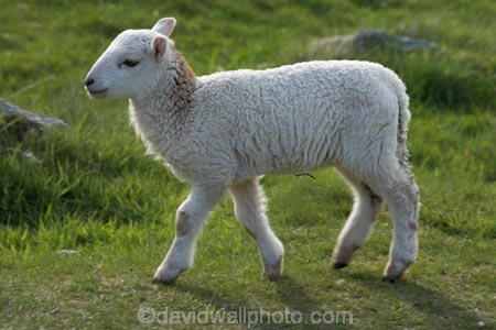agricultural;agriculture;Animal;Animals;Britain;British-Isles;country;countryside;Cymru;farm;Farm-animals;farming;farmland;farms;field;fields;G.B.;GB;Great-Britain;herbivore;herbivores;herbivorous;lamb;livestock;mammal;mammals;meadow;meadows;Outdoor;Outdoors;Outside;paddock;paddocks;pasture;pastures;rural;sheep;stock;U.K.;UK;United-Kingdom;Wales;white;wool;woolly;wooly