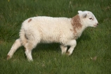 agricultural;agriculture;Animal;Animals;Britain;British-Isles;country;countryside;Cymru;farm;Farm-animals;farming;farmland;farms;field;fields;G.B.;GB;Great-Britain;herbivore;herbivores;herbivorous;lamb;livestock;mammal;mammals;meadow;meadows;Outdoor;Outdoors;Outside;paddock;paddocks;pasture;pastures;rural;sheep;stock;U.K.;UK;United-Kingdom;Wales;white;wool;woolly;wooly