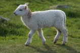 agricultural;agriculture;Animal;Animals;Britain;British-Isles;country;countryside;Cymru;farm;Farm-animals;farming;farmland;farms;field;fields;G.B.;GB;Great-Britain;herbivore;herbivores;herbivorous;lamb;livestock;mammal;mammals;meadow;meadows;Outdoor;Outdoors;Outside;paddock;paddocks;pasture;pastures;rural;sheep;stock;U.K.;UK;United-Kingdom;Wales;white;wool;woolly;wooly