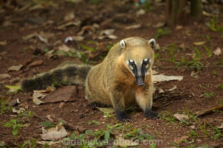 animal;animals;Argentina;Argentine-Republic;coati;coatimundi;coatimundis;coatis;Iguazu-N.P.;Iguazu-National-Park;Iguazu-NP;Iguazú-N.P.;Iguazú-National-Park;Iguazú-NP;Latin-America;mammal;mammals;Nasua-nasua;Procyonidae;racoon;racoons;ring_tailed-coati;ring_tailed-coatis;South-America;South-American-coati;South-American-coatis;South-American-wildlife;Sth-America;travel;wildlife