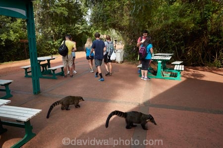 animal;animals;Argentina;Argentine-Republic;coati;coatimundi;coatimundis;coatis;danger;dangerous;Iguazu-N.P.;Iguazu-National-Park;Iguazu-NP;Iguazú-N.P.;Iguazú-National-Park;Iguazú-NP;Latin-America;mammal;mammals;Nasua-nasua;people;person;Procyonidae;racoon;racoons;ring_tailed-coati;ring_tailed-coatis;South-America;South-American-coati;South-American-coatis;South-American-wildlife;Sth-America;tourism;tourist;tourists;travel;wildlife