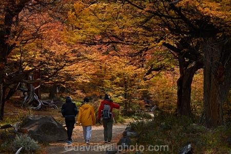 Argentina;Argentine-Patagonia;Argentine-Republic;autuminal;autumn;autumn-colour;autumn-colours;autumnal;beech;beech-tree;beech-trees;beeches;color;colors;colour;colours;deciduous;El-Chalten;fall;Glacier-National-Park;gold;golden;Latin-America;leaf;leaves;lenga;lenga-beech;lengas;Los-Glaciares;Los-Glaciares-N.P.;Los-Glaciares-National-Park;Los-Glaciares-NP;M.R;model-release;model-released;MR;national-park;national-parks;Northofagus;Northofagus-pumilio;NP;orange;park;parks;Parque-Nacional-Los-Glaciares;Patagonia;Patagonian;people;Santa-Cruz-Province;season;seasonal;seasons;South-America;South-Argentina;Southern-Argentina;southern-beech;southern-beeches;Sth-America;tourism;tourist;tourists;travel;tree;trees;UN-world-heritage-area;UN-world-heritage-site;UNESCO-World-Heritage-area;UNESCO-World-Heritage-Site;united-nations-world-heritage-area;united-nations-world-heritage-site;world-heritage;world-heritage-area;world-heritage-areas;World-Heritage-Park;World-Heritage-site;World-Heritage-Sites;yellow