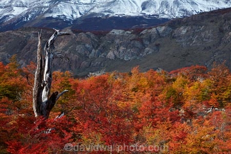 Argentina;Argentine-Patagonia;Argentine-Republic;autuminal;autumn;autumn-colour;autumn-colours;autumnal;beech;beech-tree;beech-trees;beeches;cascade;cascades;Chorrillo-del-Salto;Chorrillo-Waterfall;color;colors;colour;colours;deciduous;El-Chalten;El-Chorrillo-Waterfall;fall;falls;Glacier-National-Park;gold;golden;Latin-America;leaf;leaves;lenga;lenga-beech;lengas;Los-Glaciares;Los-Glaciares-N.P.;Los-Glaciares-National-Park;Los-Glaciares-NP;national-park;national-parks;natural;nature;Northofagus;Northofagus-pumilio;NP;orange;park;parks;Parque-Nacional-Los-Glaciares;Patagonia;Patagonian;Salto-El-Chorrillo;Santa-Cruz-Province;scene;scenic;season;seasonal;seasons;South-America;South-Argentina;Southern-Argentina;southern-beech;southern-beeches;Sth-America;travel;tree;trees;UN-world-heritage-area;UN-world-heritage-site;UNESCO-World-Heritage-area;UNESCO-World-Heritage-Site;united-nations-world-heritage-area;united-nations-world-heritage-site;water;water-fall;water-falls;waterfall;waterfalls;wet;world-heritage;world-heritage-area;world-heritage-areas;World-Heritage-Park;World-Heritage-site;World-Heritage-Sites;yellow