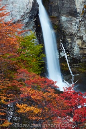 Argentina;Argentine-Patagonia;Argentine-Republic;autuminal;autumn;autumn-colour;autumn-colours;autumnal;beech;beech-tree;beech-trees;beeches;cascade;cascades;Chorrillo-del-Salto;Chorrillo-Waterfall;color;colors;colour;colours;deciduous;El-Chalten;El-Chorrillo-Waterfall;fall;falls;Glacier-National-Park;gold;golden;Latin-America;leaf;leaves;lenga;lenga-beech;lengas;Los-Glaciares;Los-Glaciares-N.P.;Los-Glaciares-National-Park;Los-Glaciares-NP;national-park;national-parks;natural;nature;Northofagus;Northofagus-pumilio;NP;orange;park;parks;Parque-Nacional-Los-Glaciares;Patagonia;Patagonian;Salto-El-Chorrillo;Santa-Cruz-Province;scene;scenic;season;seasonal;seasons;South-America;South-Argentina;Southern-Argentina;southern-beech;southern-beeches;Sth-America;travel;tree;trees;UN-world-heritage-area;UN-world-heritage-site;UNESCO-World-Heritage-area;UNESCO-World-Heritage-Site;united-nations-world-heritage-area;united-nations-world-heritage-site;water;water-fall;water-falls;waterfall;waterfalls;wet;world-heritage;world-heritage-area;world-heritage-areas;World-Heritage-Park;World-Heritage-site;World-Heritage-Sites;yellow
