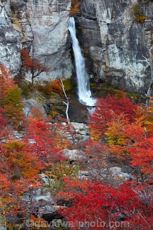 Argentina;Argentine-Patagonia;Argentine-Republic;autuminal;autumn;autumn-colour;autumn-colours;autumnal;beech;beech-tree;beech-trees;beeches;cascade;cascades;Chorrillo-del-Salto;Chorrillo-Waterfall;color;colors;colour;colours;deciduous;El-Chalten;El-Chorrillo-Waterfall;fall;falls;Glacier-National-Park;gold;golden;Latin-America;leaf;leaves;lenga;lenga-beech;lengas;Los-Glaciares;Los-Glaciares-N.P.;Los-Glaciares-National-Park;Los-Glaciares-NP;national-park;national-parks;natural;nature;Northofagus;Northofagus-pumilio;NP;orange;park;parks;Parque-Nacional-Los-Glaciares;Patagonia;Patagonian;Salto-El-Chorrillo;Santa-Cruz-Province;scene;scenic;season;seasonal;seasons;South-America;South-Argentina;Southern-Argentina;southern-beech;southern-beeches;Sth-America;travel;tree;trees;UN-world-heritage-area;UN-world-heritage-site;UNESCO-World-Heritage-area;UNESCO-World-Heritage-Site;united-nations-world-heritage-area;united-nations-world-heritage-site;water;water-fall;water-falls;waterfall;waterfalls;wet;world-heritage;world-heritage-area;world-heritage-areas;World-Heritage-Park;World-Heritage-site;World-Heritage-Sites;yellow