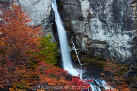 Argentina;Argentine-Patagonia;Argentine-Republic;autuminal;autumn;autumn-colour;autumn-colours;autumnal;beech;beech-tree;beech-trees;beeches;cascade;cascades;Chorrillo-del-Salto;Chorrillo-Waterfall;color;colors;colour;colours;deciduous;El-Chalten;El-Chorrillo-Waterfall;fall;falls;Glacier-National-Park;gold;golden;Latin-America;leaf;leaves;lenga;lenga-beech;lengas;Los-Glaciares;Los-Glaciares-N.P.;Los-Glaciares-National-Park;Los-Glaciares-NP;national-park;national-parks;natural;nature;Northofagus;Northofagus-pumilio;NP;orange;park;parks;Parque-Nacional-Los-Glaciares;Patagonia;Patagonian;Salto-El-Chorrillo;Santa-Cruz-Province;scene;scenic;season;seasonal;seasons;South-America;South-Argentina;Southern-Argentina;southern-beech;southern-beeches;Sth-America;travel;tree;trees;UN-world-heritage-area;UN-world-heritage-site;UNESCO-World-Heritage-area;UNESCO-World-Heritage-Site;united-nations-world-heritage-area;united-nations-world-heritage-site;water;water-fall;water-falls;waterfall;waterfalls;wet;world-heritage;world-heritage-area;world-heritage-areas;World-Heritage-Park;World-Heritage-site;World-Heritage-Sites;yellow