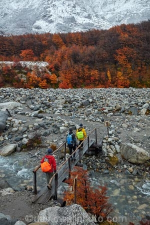 Argentina;Argentine-Patagonia;Argentine-Republic;autuminal;autumn;autumn-colour;autumn-colours;autumnal;beech;beech-tree;beech-trees;beeches;bridge;bridges;cold;color;colors;colour;colours;deciduous;El-Chalten;fall;foot-bridge;foot-bridges;footbridge;footbridges;Glacier-National-Park;gold;golden;hiker;hikers;hiking;hiking-path;hiking-paths;hiking-trail;hiking-trails;Latin-America;leaf;leaves;lenga;lenga-beech;lengas;Los-Glaciares;Los-Glaciares-N.P.;Los-Glaciares-National-Park;Los-Glaciares-NP;M.R.;model-release;model-released;MR;national-park;national-parks;Northofagus;Northofagus-pumilio;NP;park;parks;Parque-Nacional-Los-Glaciares;Patagonia;Patagonian;path;paths;pathway;pathways;pedestrian-bridge;pedestrian-bridges;people;person;river;rivers;route;routes;Santa-Cruz-Province;season;seasonal;seasons;snow;snowy;South-America;South-Argentina;Southern-Argentina;southern-beech;southern-beeches;Sth-America;track;tracks;trail;trails;tramper;trampers;tramping;tramping-trail;tramping-trails;tree;trees;trekker;trekkers;trekking;UN-world-heritage-area;UN-world-heritage-site;UNESCO-World-Heritage-area;UNESCO-World-Heritage-Site;united-nations-world-heritage-area;united-nations-world-heritage-site;walker;walkers;walking;walking-path;walking-paths;walking-trail;walking-trails;walkway;walkways;world-heritage;world-heritage-area;world-heritage-areas;World-Heritage-Park;World-Heritage-site;World-Heritage-Sites;yellow
